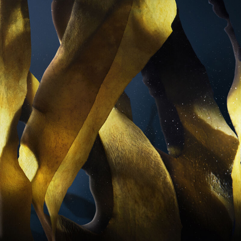 le soin noir light cream ingredients