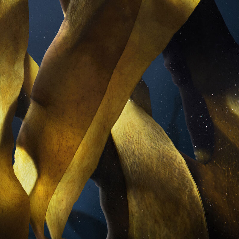 le soin noir ingredients