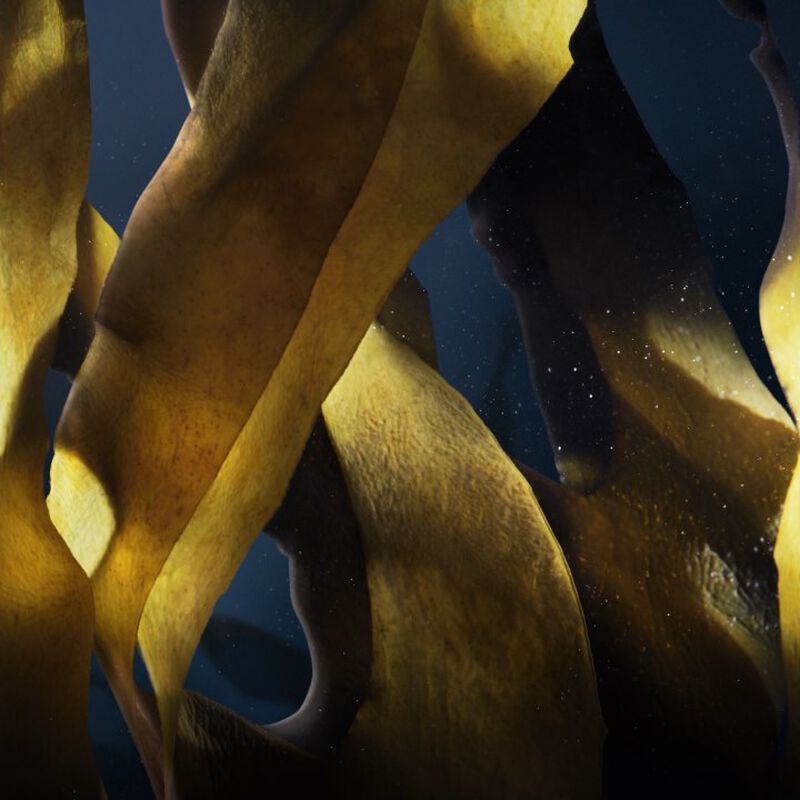 le soin noir ingredients