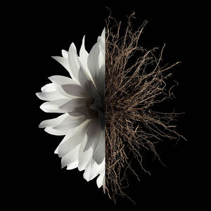 View 3 - 心无禁忌 - A white flower crossed by a dark woody accord. GIVENCHY - 3,3 G - P169119