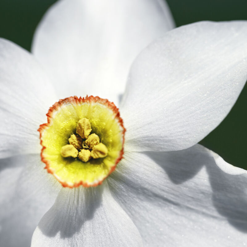 L'Interdit Narcisse Blanc: White Musk Perfume with Narcissus - n3